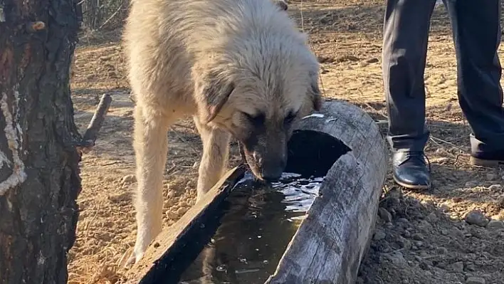 Sokak köpeklerine yem alanı yapıldı