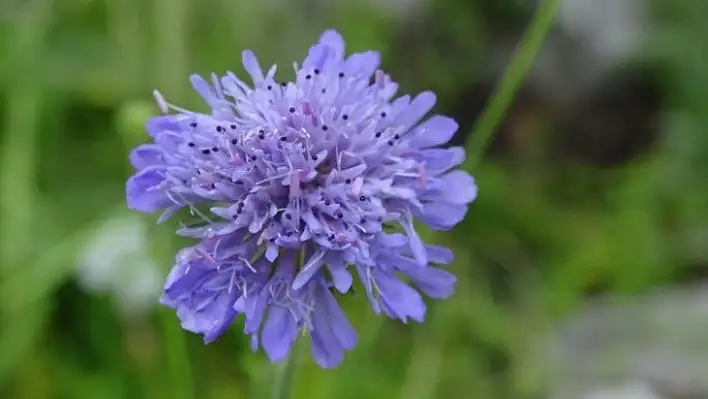 Tarla Lavinya Çiçeği Türkiye florasına kazandırıldı