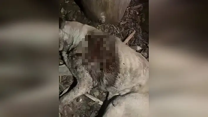 Taşköprü'de köpek öldürüldüğü iddiası!