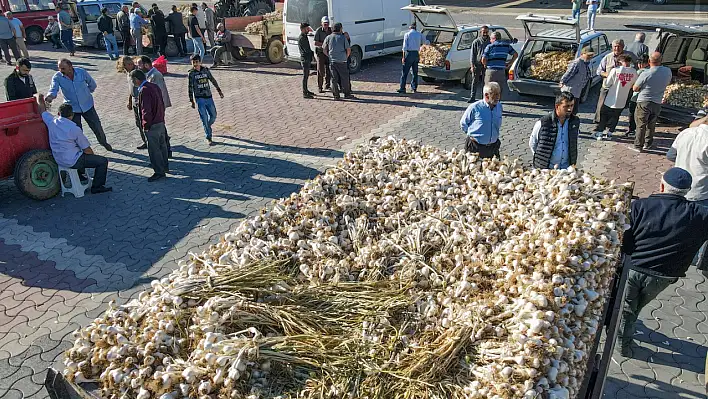 Taşköprü'de sarımsak sezonu açıldı