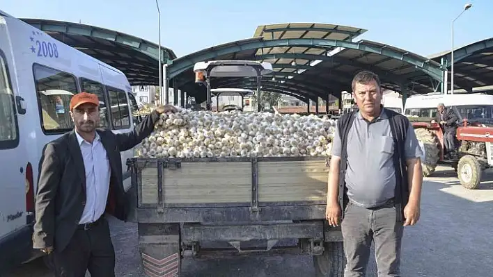 Taşköprü sarımsağı üreticinin yüzünü güldürüyor