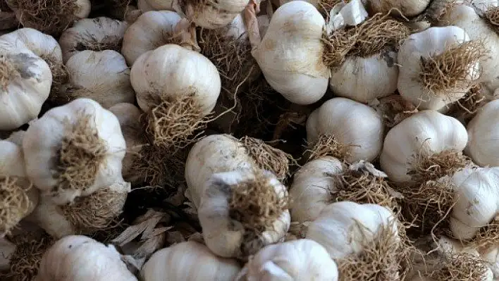 Taşköprü sarımsağı 'karekod'la satılacak