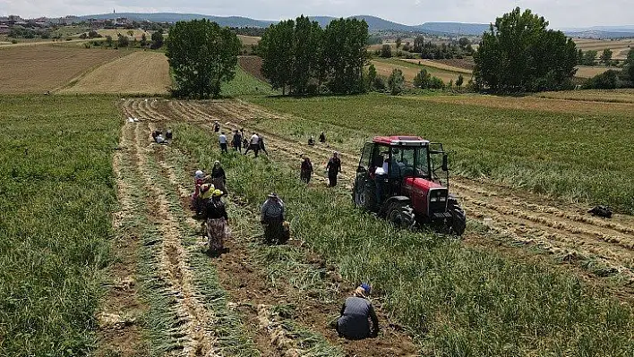 Taşköprü sarımsağında yüksek rekolte bekleniyor