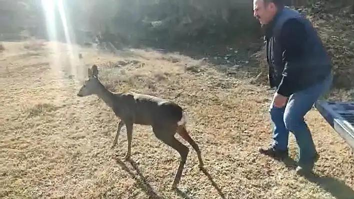 Tedavi edilen karaca doğaya salındı