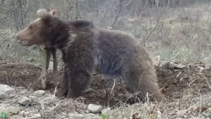 Tellere Takılan Ayı, Kendi Çabasıyla Kurtuldu