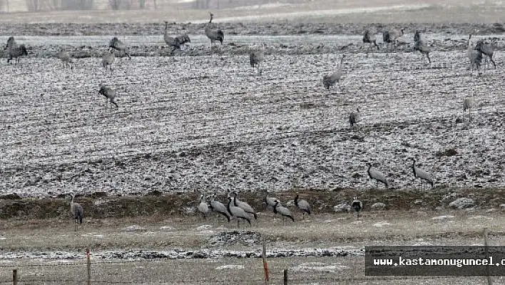 Telli Turnalar, İlk Kez Kastamonu'da Fotoğraflandı