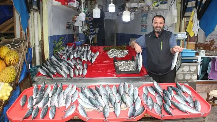 Tezgahları hamsi ve palamut süslüyor