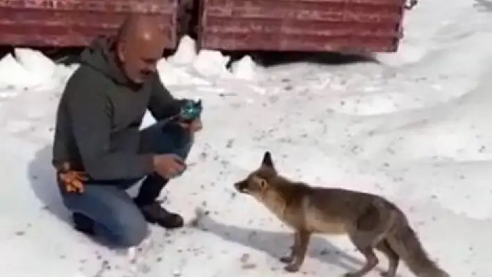 Tır şoförü, kar yağışında aç kalan tilkiyi bisküvi ile besledi