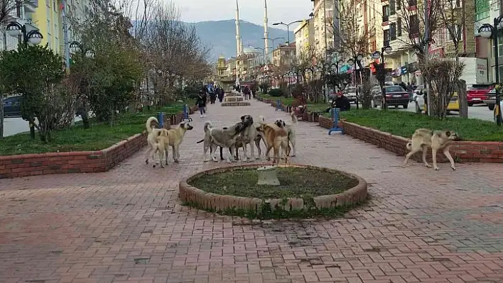 17 yasak ırklı köpek kayıt altına alındı