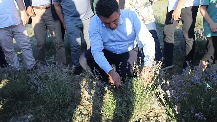 Tosya'da 'Lavanta hasat etkinliği'