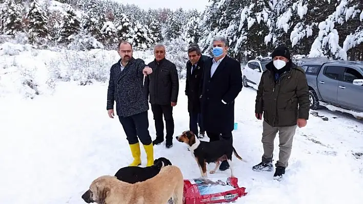 Tosya'da sokak hayvanları unutulmadı