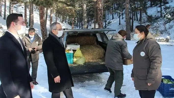 Tosya'da yaban hayvanları için doğaya yem bırakıldı