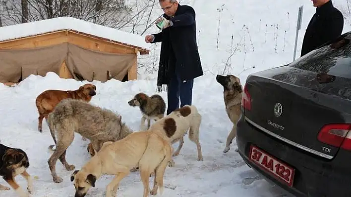 Kaymakamlıktan sokak hayvanları için yardım kampanyası