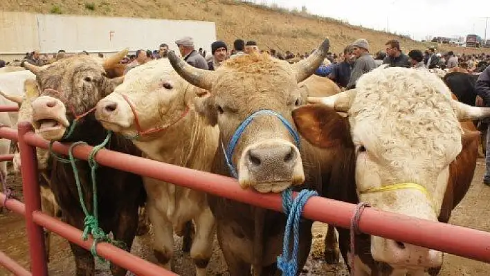 Trakya, Hayvan İhtiyacını Kastamonu'dan Karşılıyor