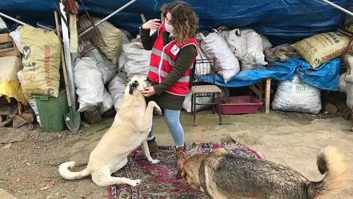 Üniversite öğrencileri engelli ve yavru köpekleri besledi