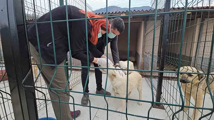 Ölüme terk edilmişlerdi! Sağlığına kavuştular