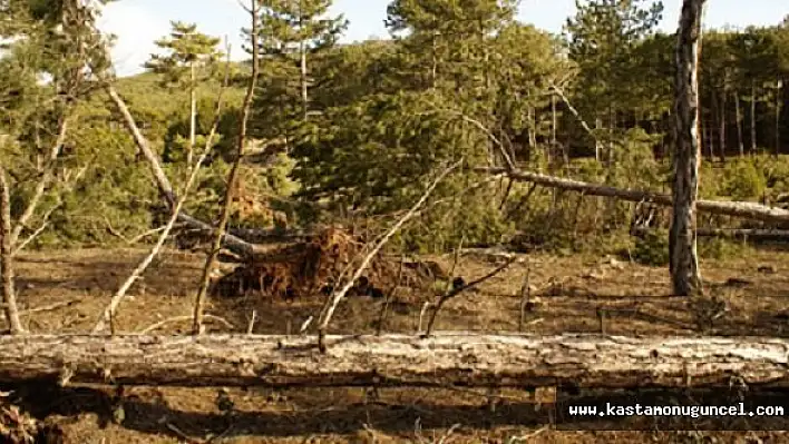 Üzerine Çam Devrilen İşçi Hayatını Kaybetti