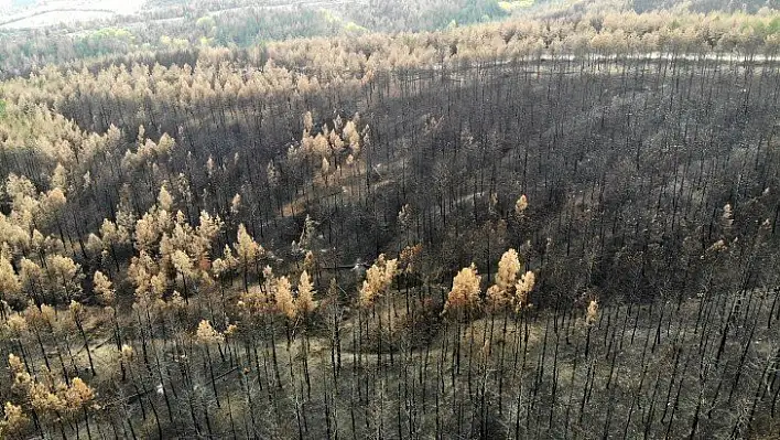 Yangında zarar gören bölge eski haline getirilecek