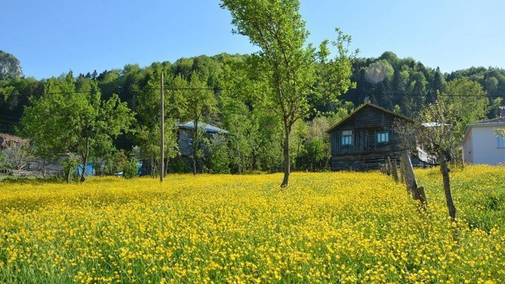 İnebolu'da sarı çiçekler görsel şölen oluşturdu