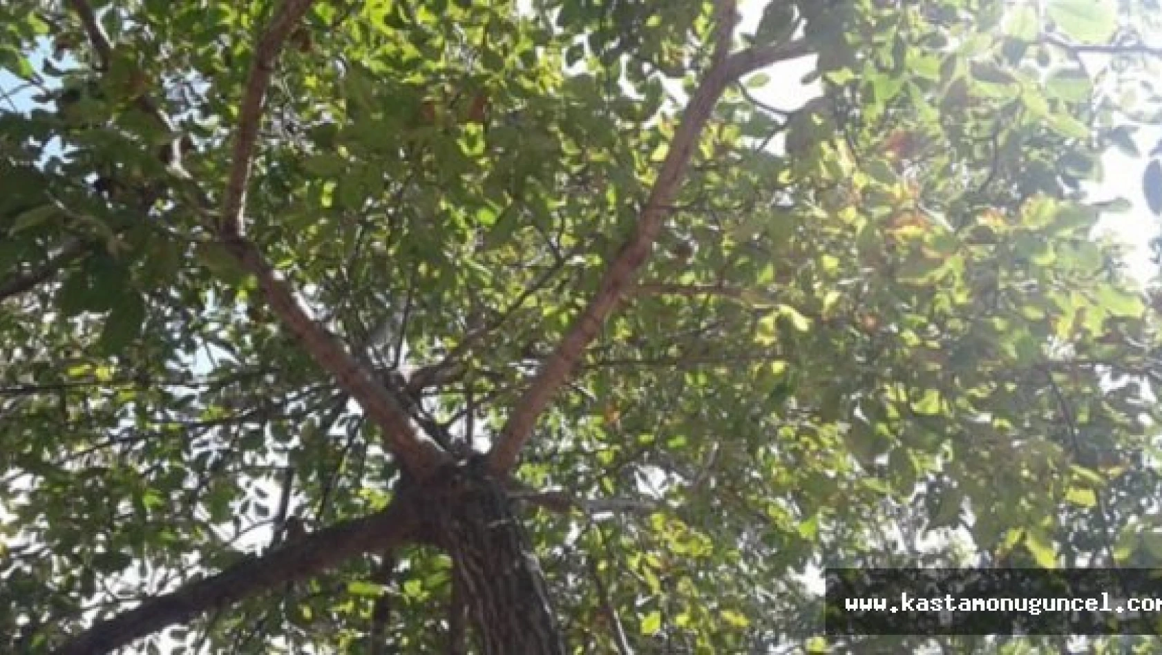 Kastamonu'da Ceviz Ağacından Düşen Kişi, Öldü