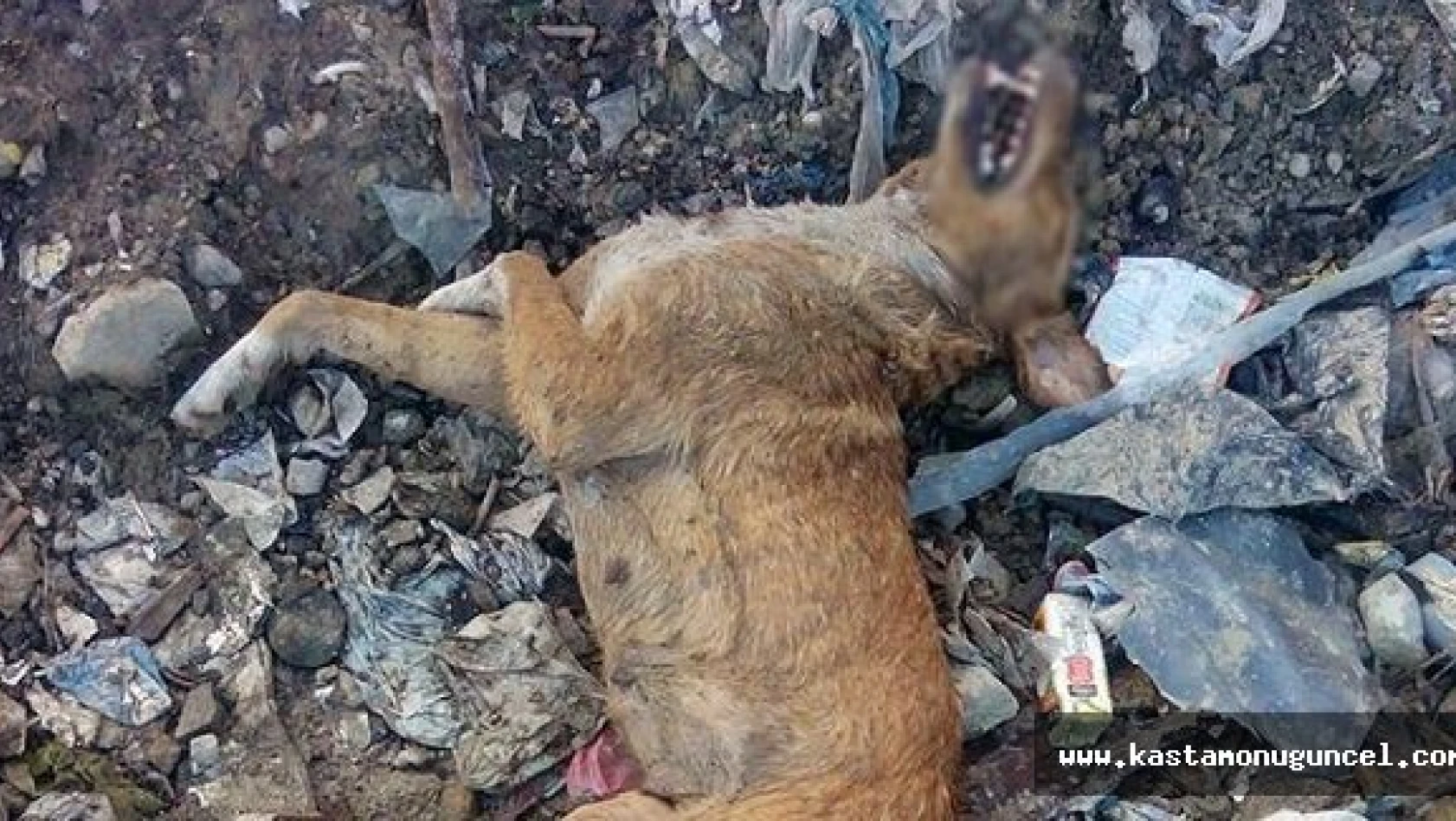 Tasmalı ve Küpeli Köpekler Çöplükte Ölü Bulundu