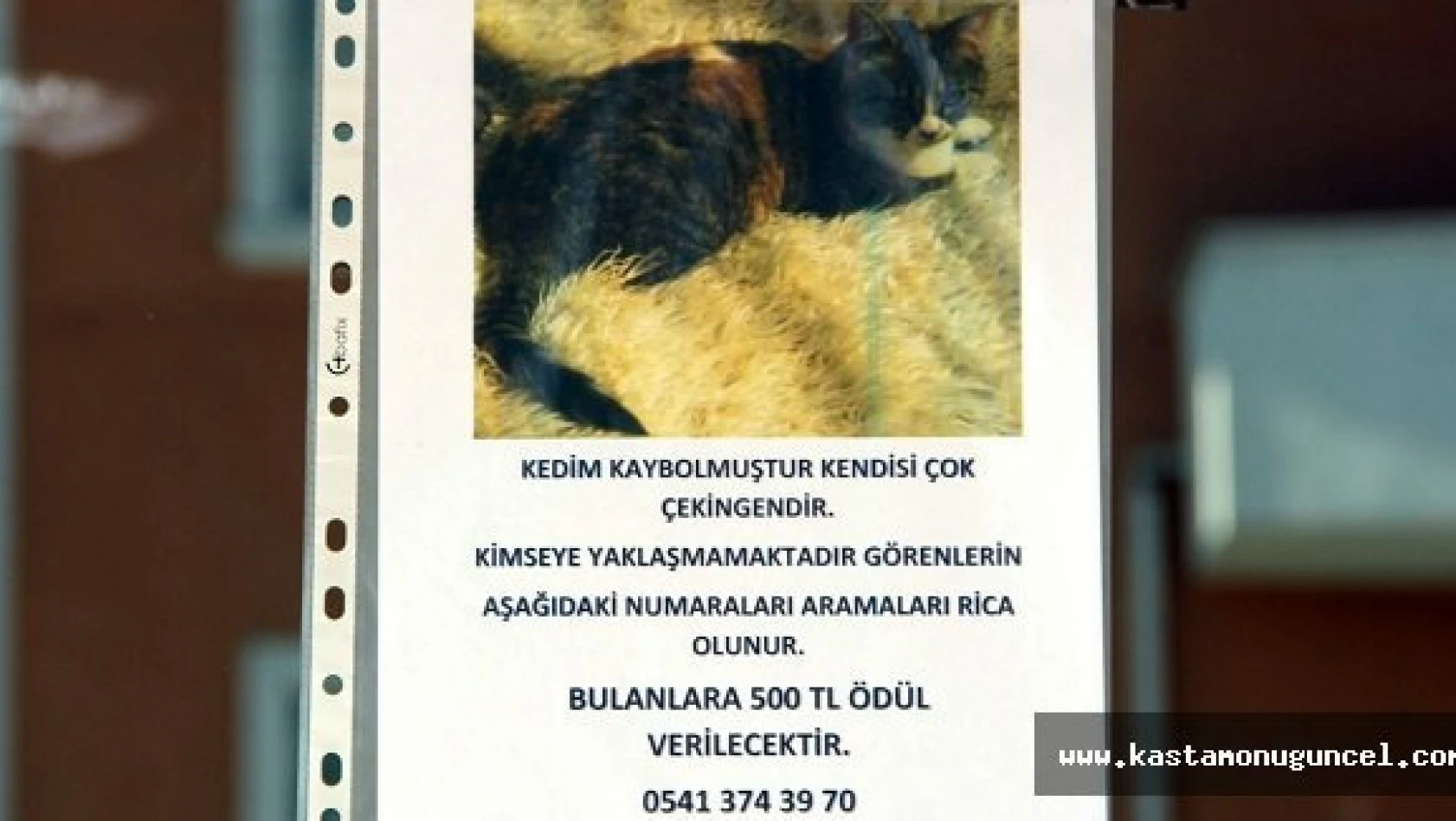 Kayıp Kedisini Bulana 500 Lira Ödül Verecek