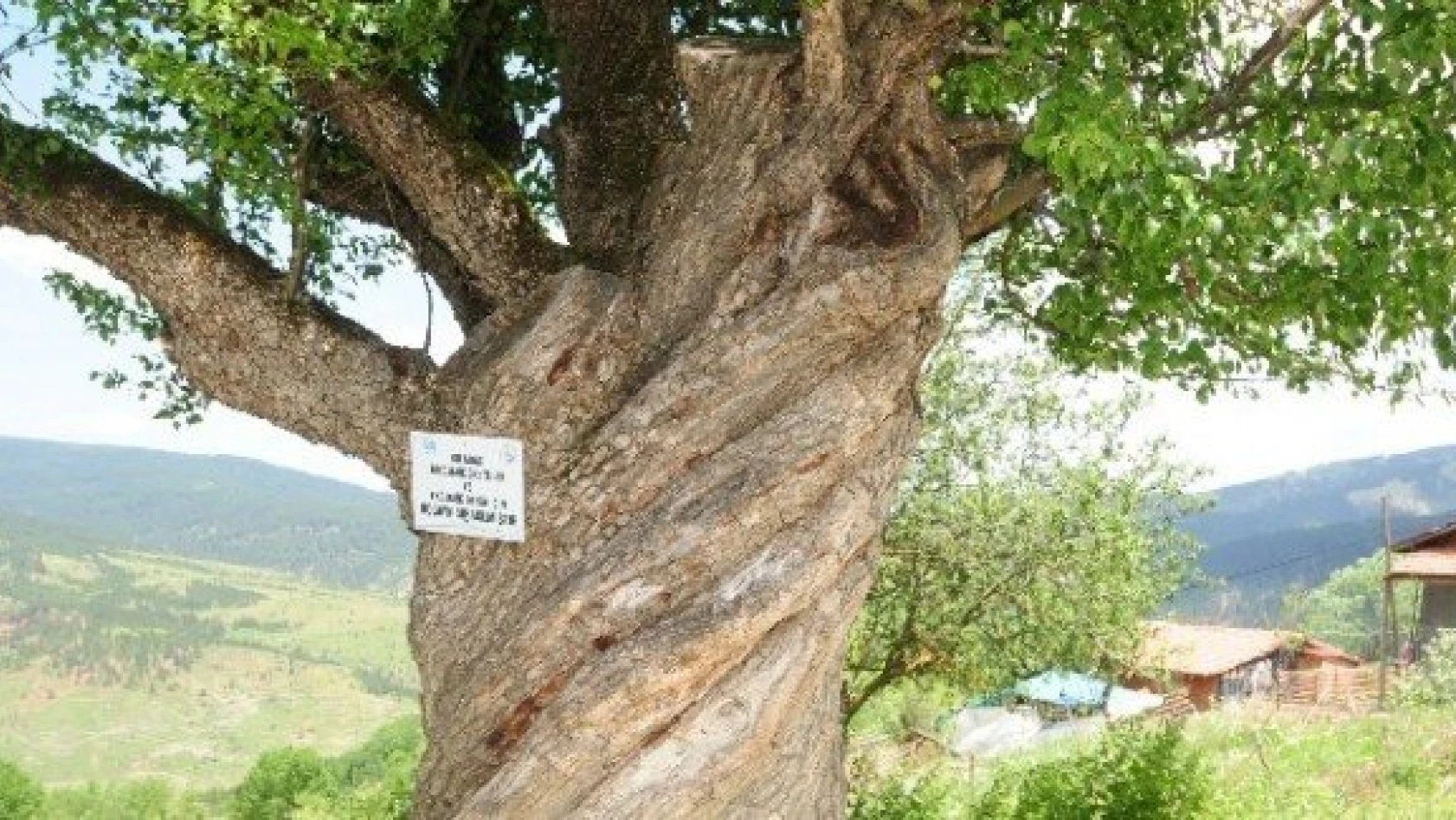 200 yıllık burgulu armut ağacı görenleri şaşırtıyor