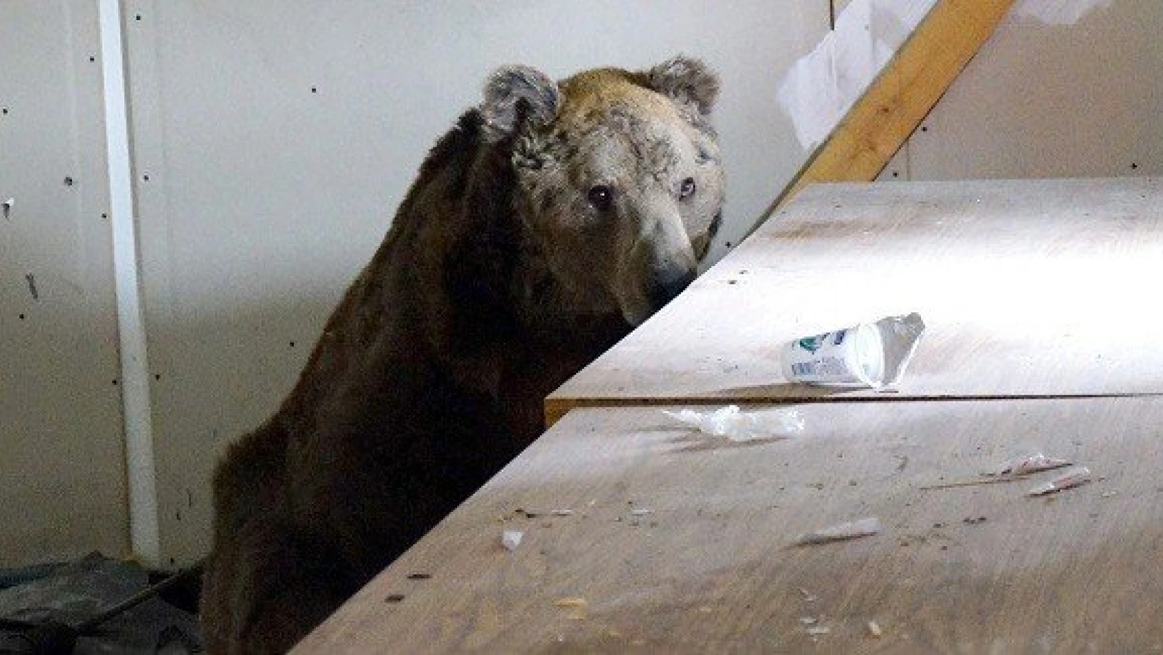 Boş depoya sığınan ayı, doğal yaşamına geri döndü