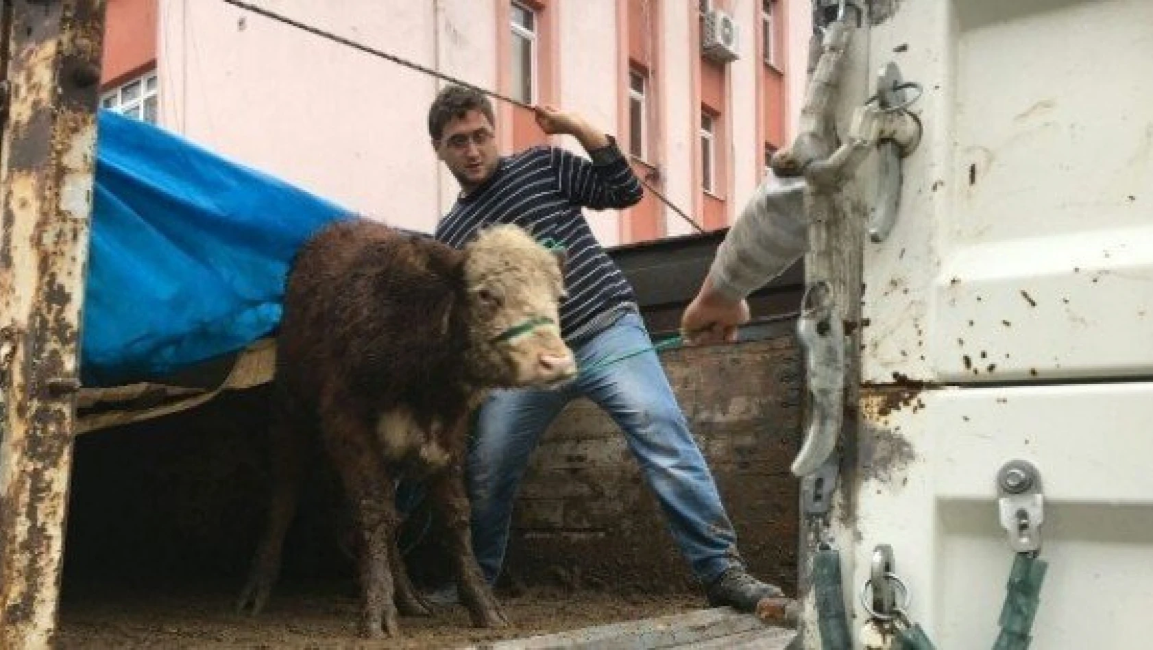 Kastamonu'da çiftçilere sığır hibe edildi