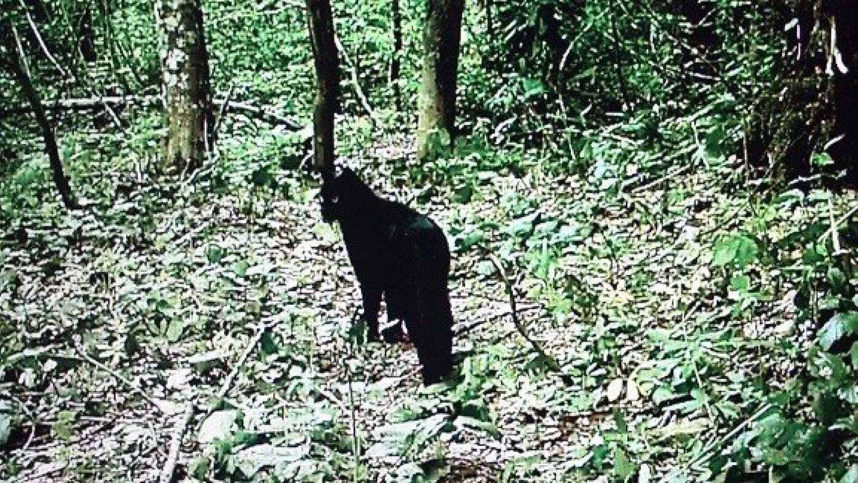 Küre Dağları'nda siyah yaban kedisi görüntülendi
