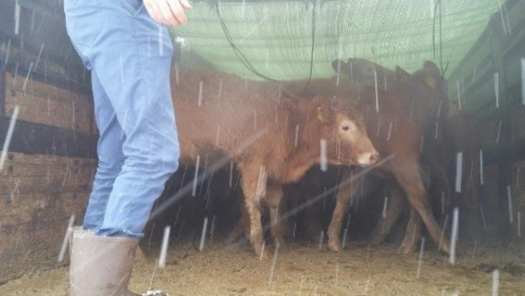 Pınarbaşı'da çiftçilere 24 sığır hibe edildi