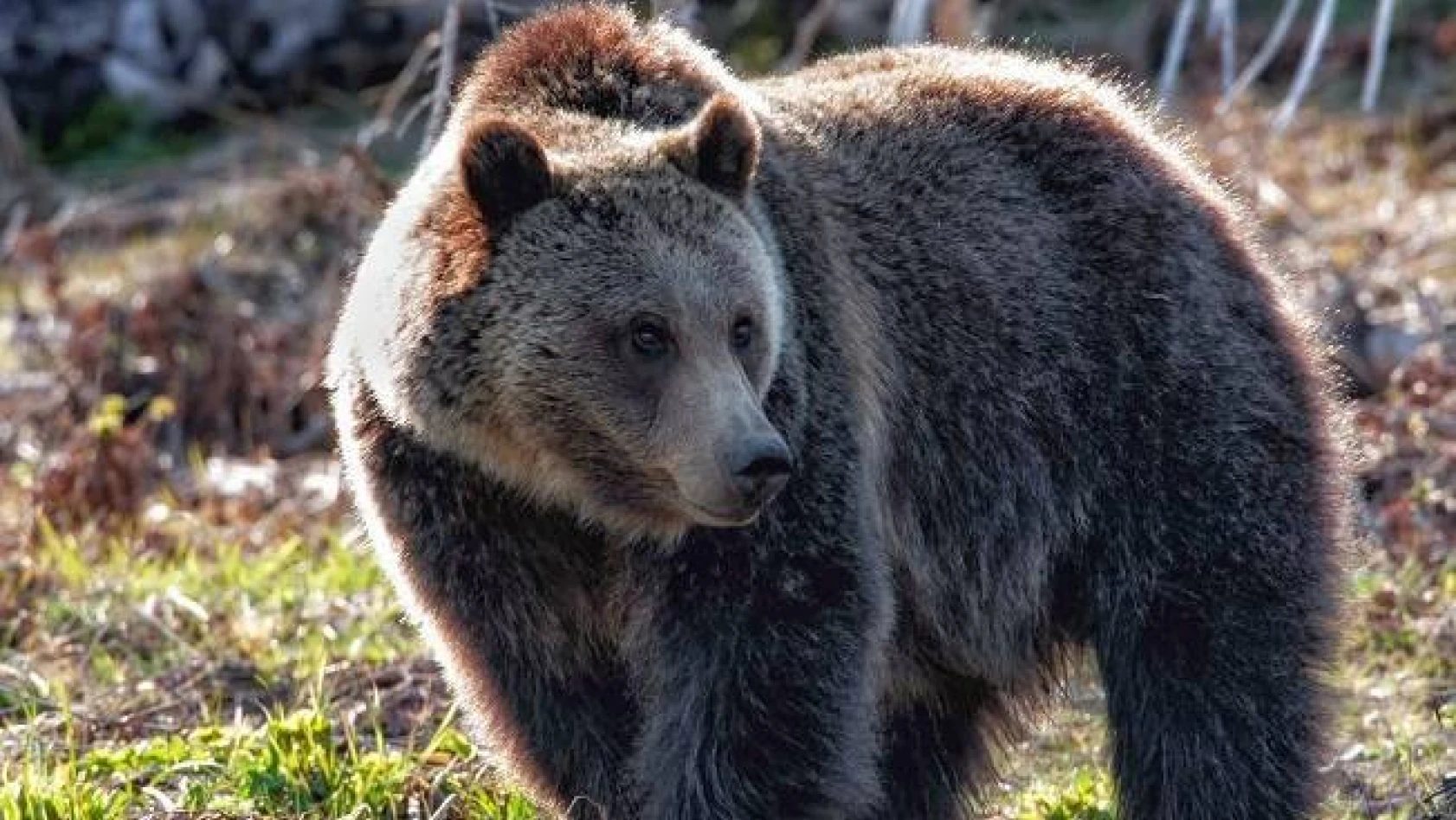 Kastamonu'da aç kalan ayı büyükbaş hayvana saldırdı