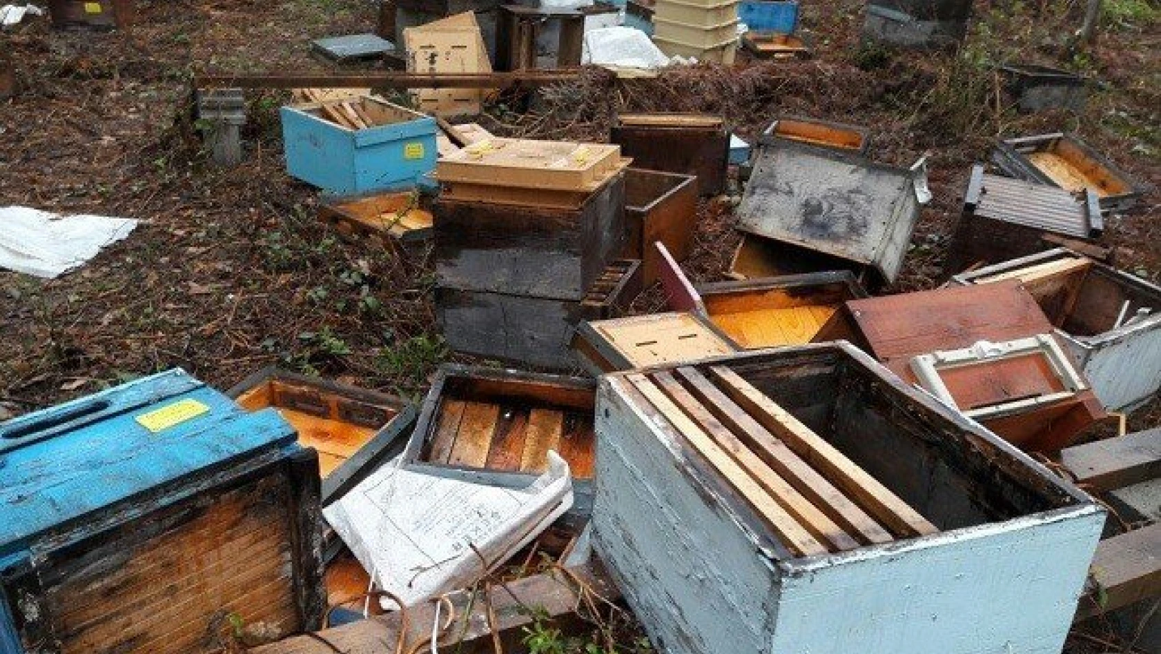 Kastamonu'da aç kalan ayı, 100 arı kovanını parçaladı
