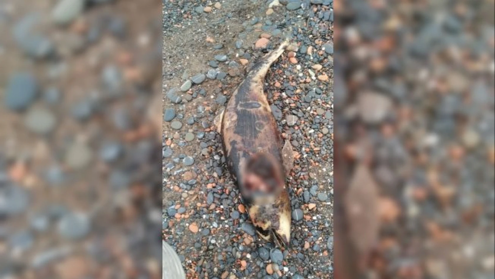 Cide sahilinde ölü ikinci yunus balığı vurdu