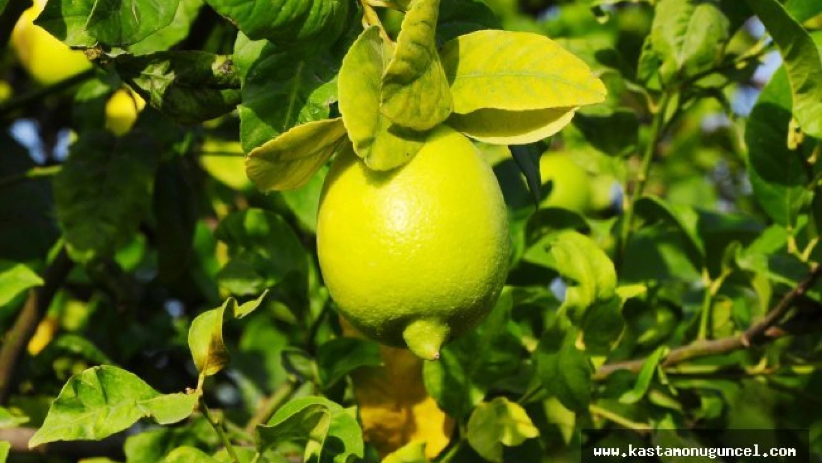 Limon yağının cilde faydaları