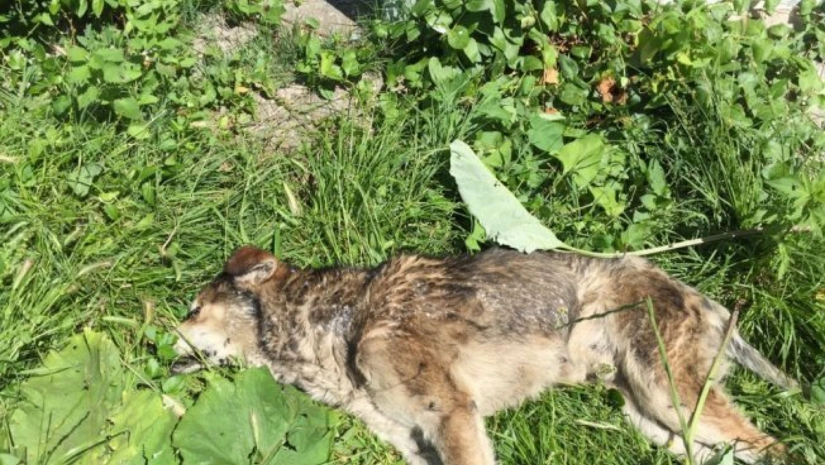 Kastamonu'da 14 köpek ile 18 kedinin zehirlenme iddiası!