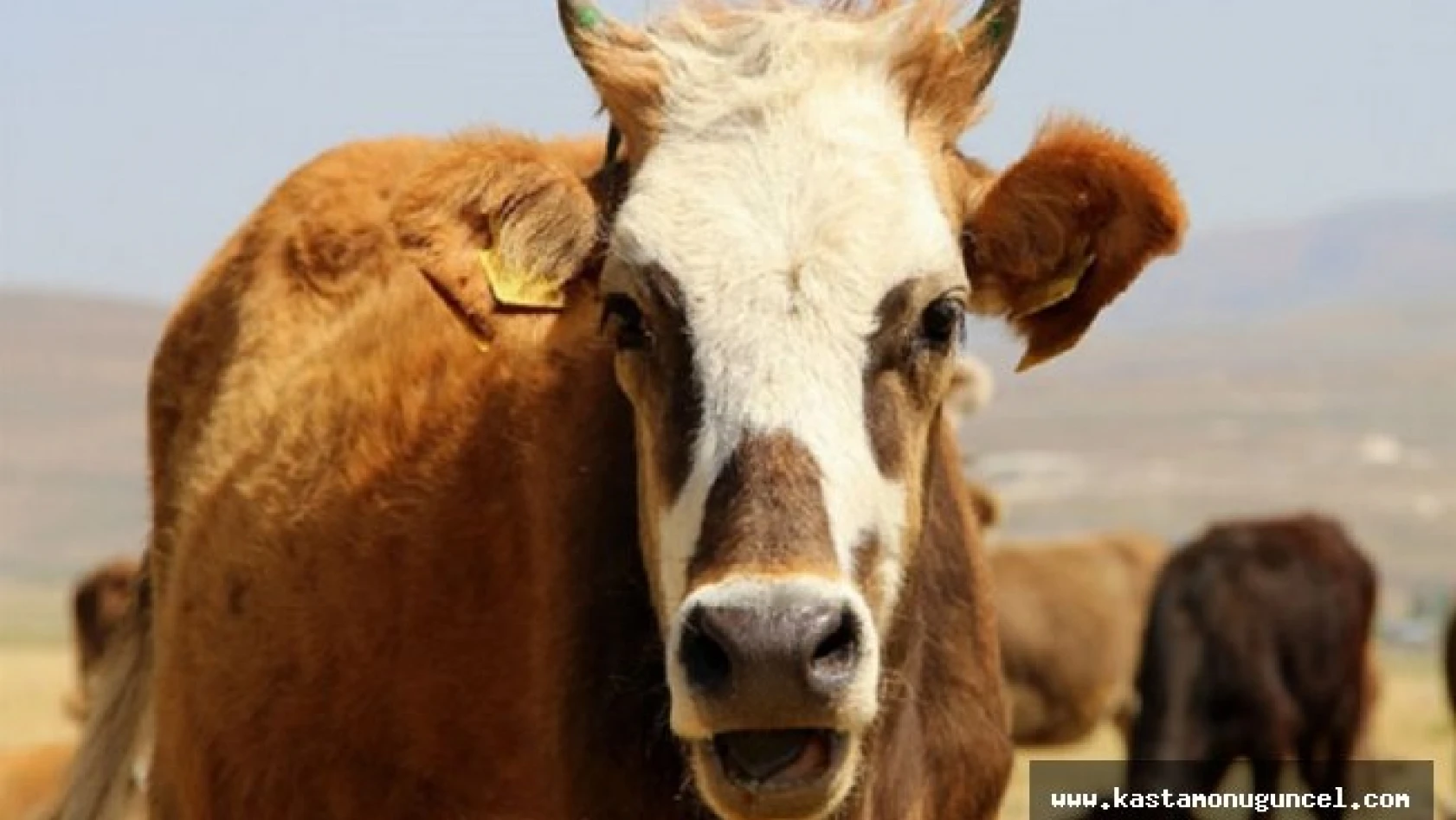 Hindistan'da, inekler için ayrı bir bakanlık kurulacak