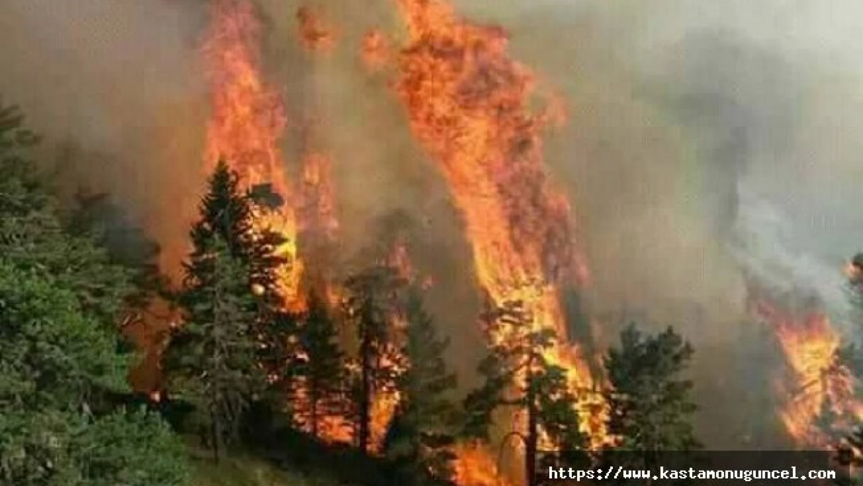 Orman yangını 24 saatte kontrol altına alındı