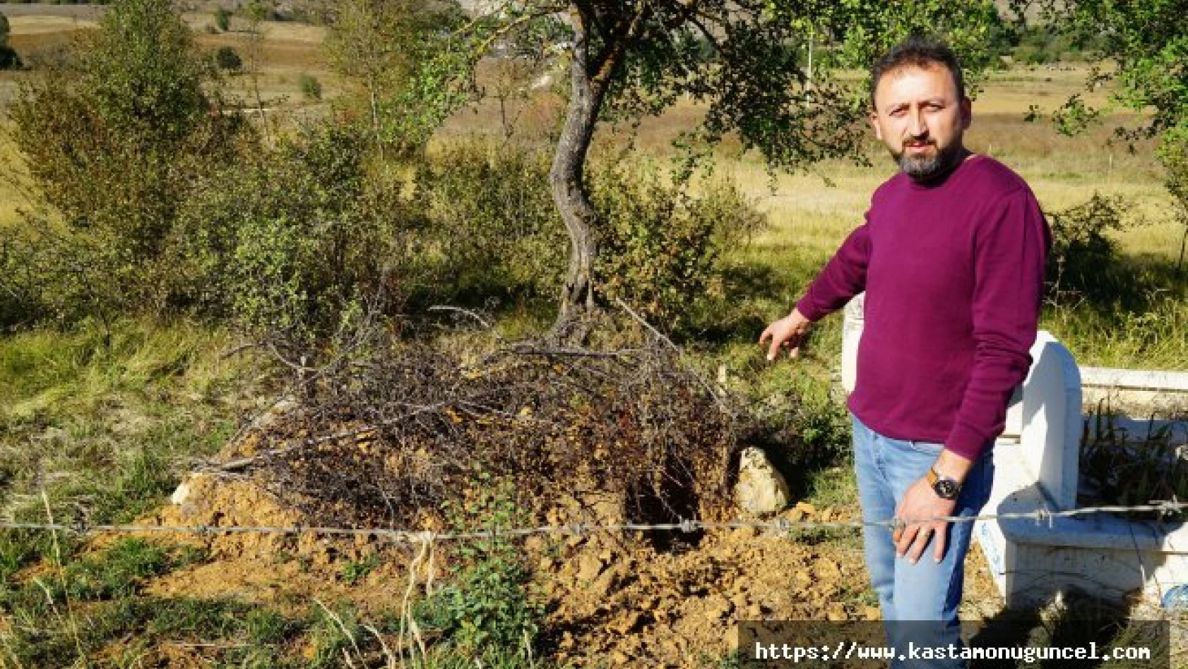 Ceset yiyen ayı, Kastamonu'da yeniden ortaya çıktı