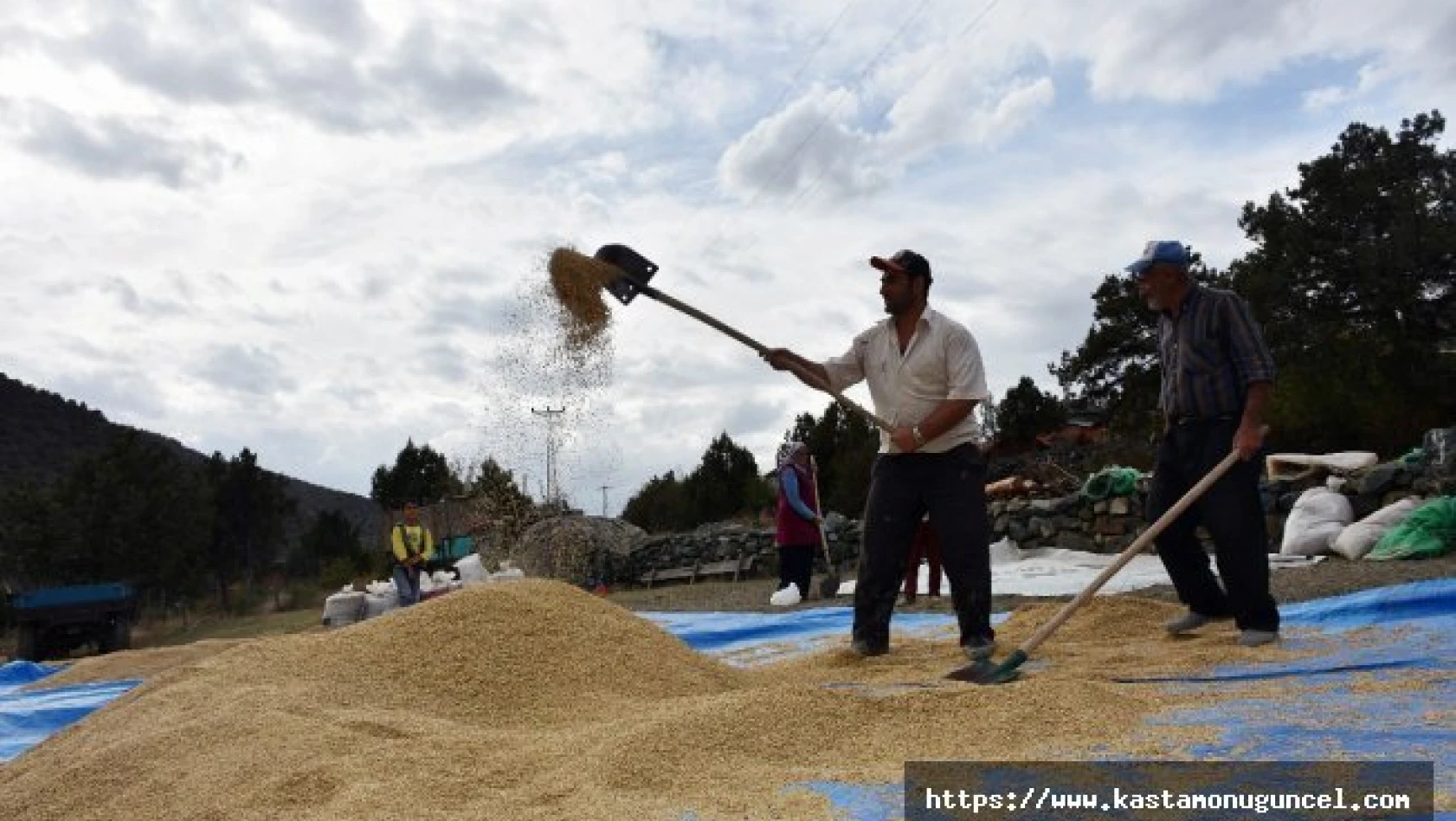 Dünyaca ünlü 'Sarı Kılçık' pirinci yabani ot tehdidinde