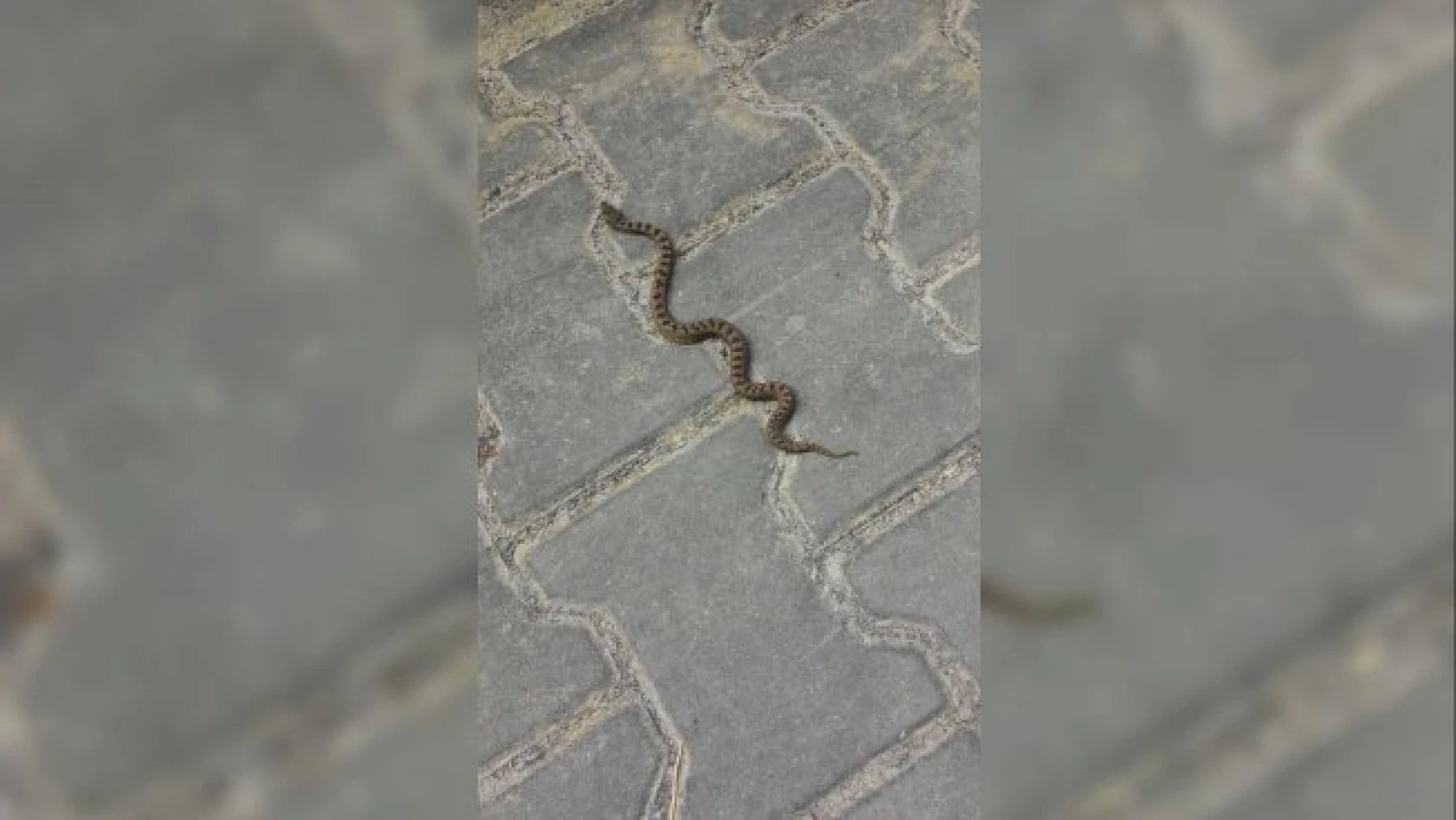 Küre'de yeni Kafkas burunlu engerek yılanı türü tespit edildi