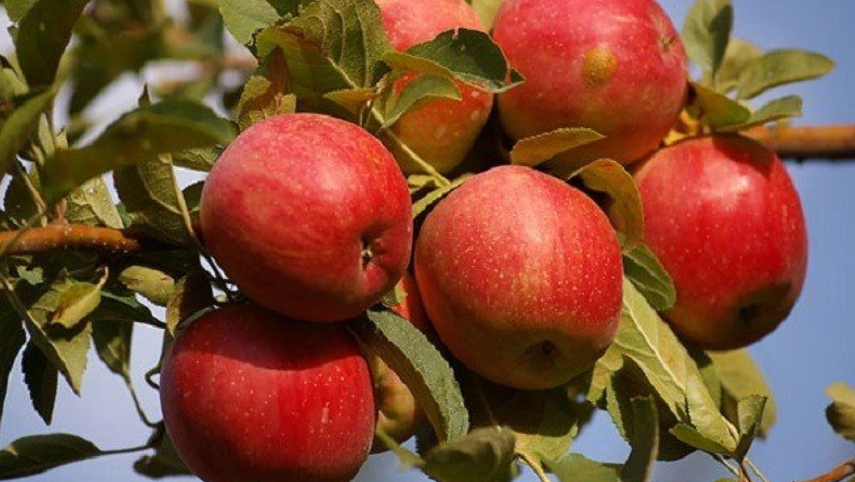 Tosya'da elma hasadı başladı