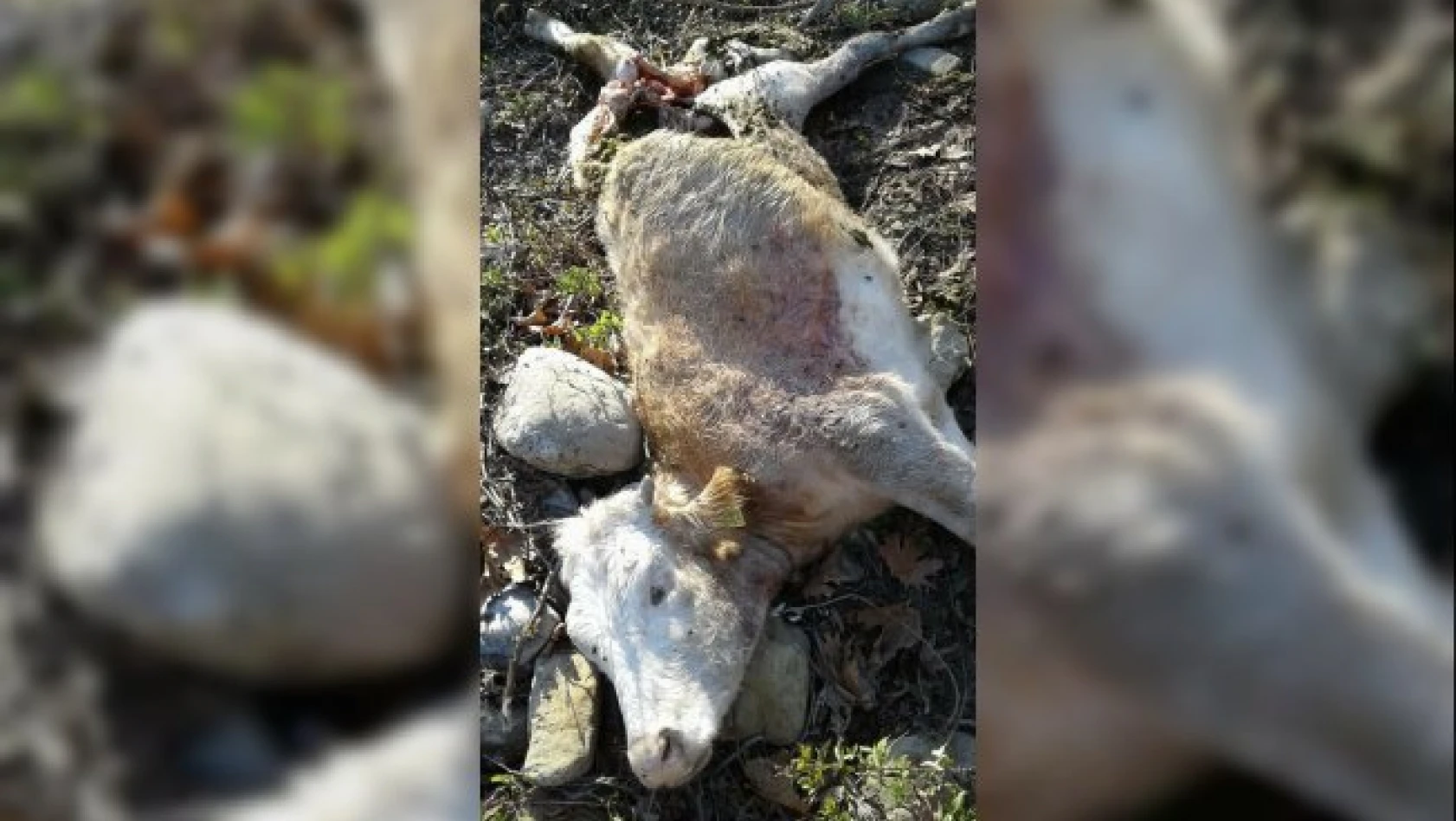 Kastamonu'da hayvan sürüsüne ayı saldırdı