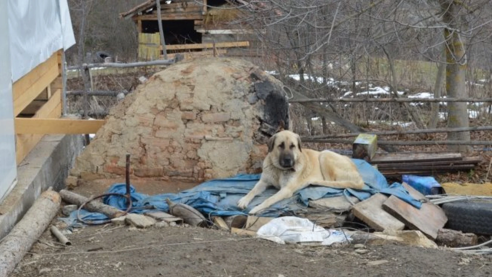 Kayıp 5 kişilik ailenin köpekleri, enkaz alanından ayrılmıyor