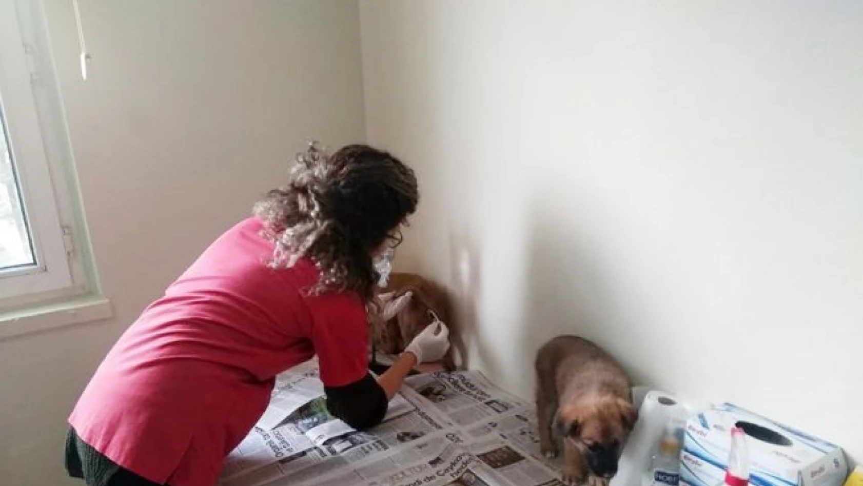 Kastamonu'da çaya düşen köpek, itfaiye ekiplerince kurtarıldı