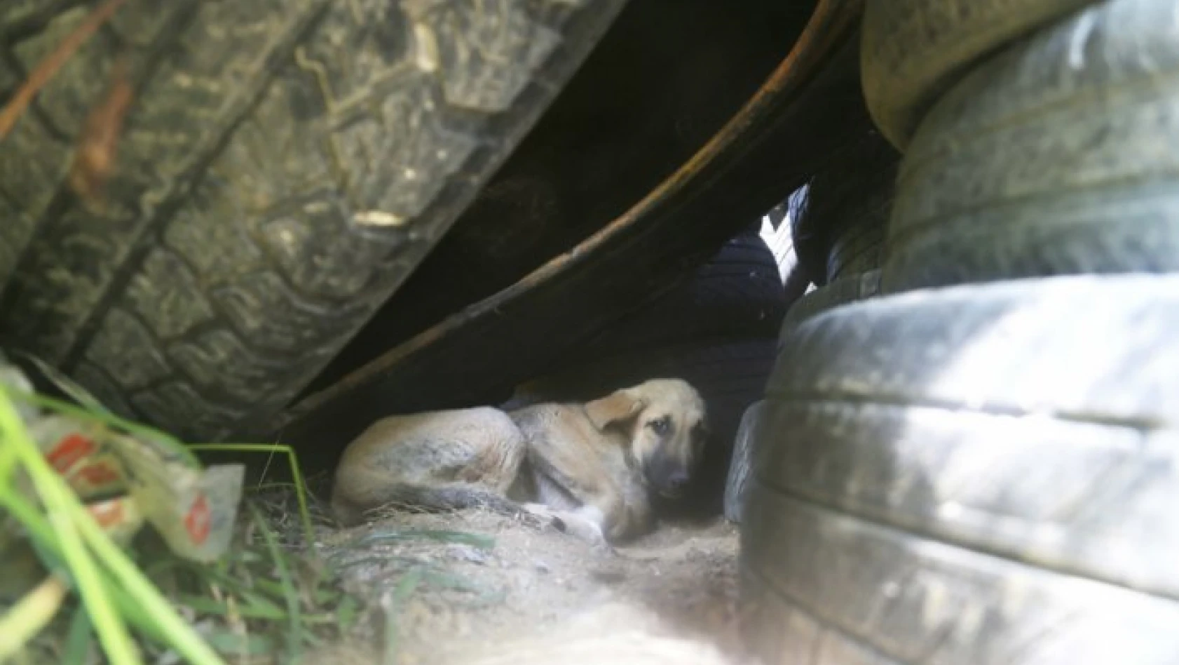 Lastiklerin arasından çıkamayan yavru köpekler kurtarıldı
