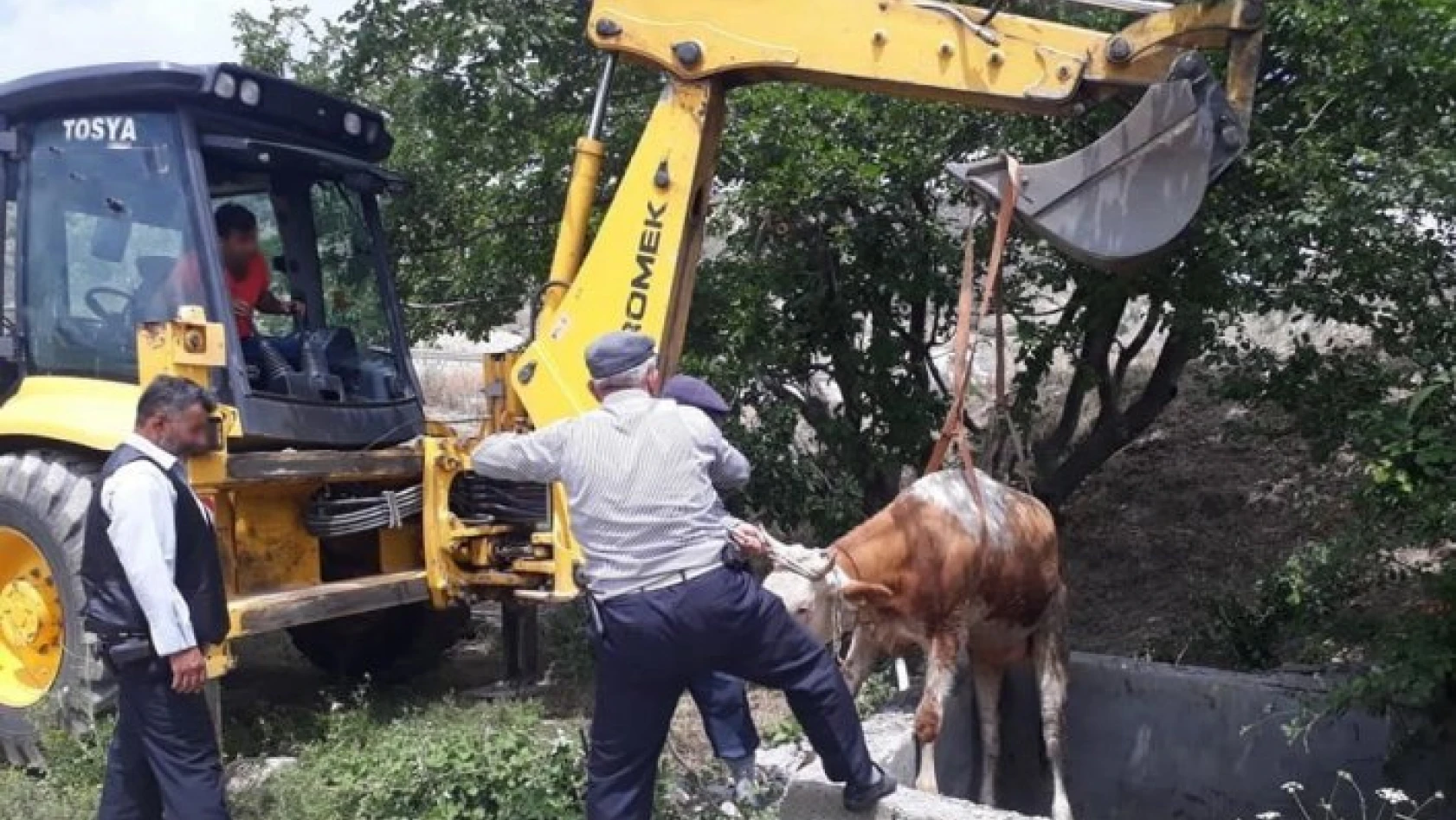 Su kuyusuna düşen iki inek kurtarıldı