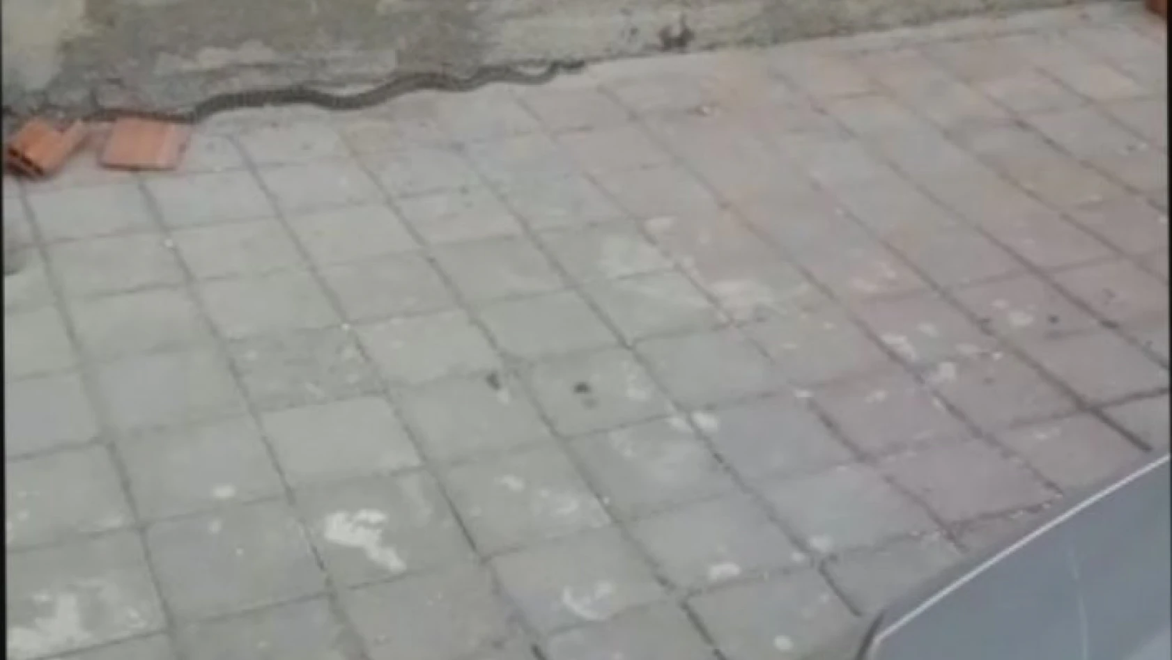 Tosya'da deprem sonrası ilçe merkezde yılan yakalandı