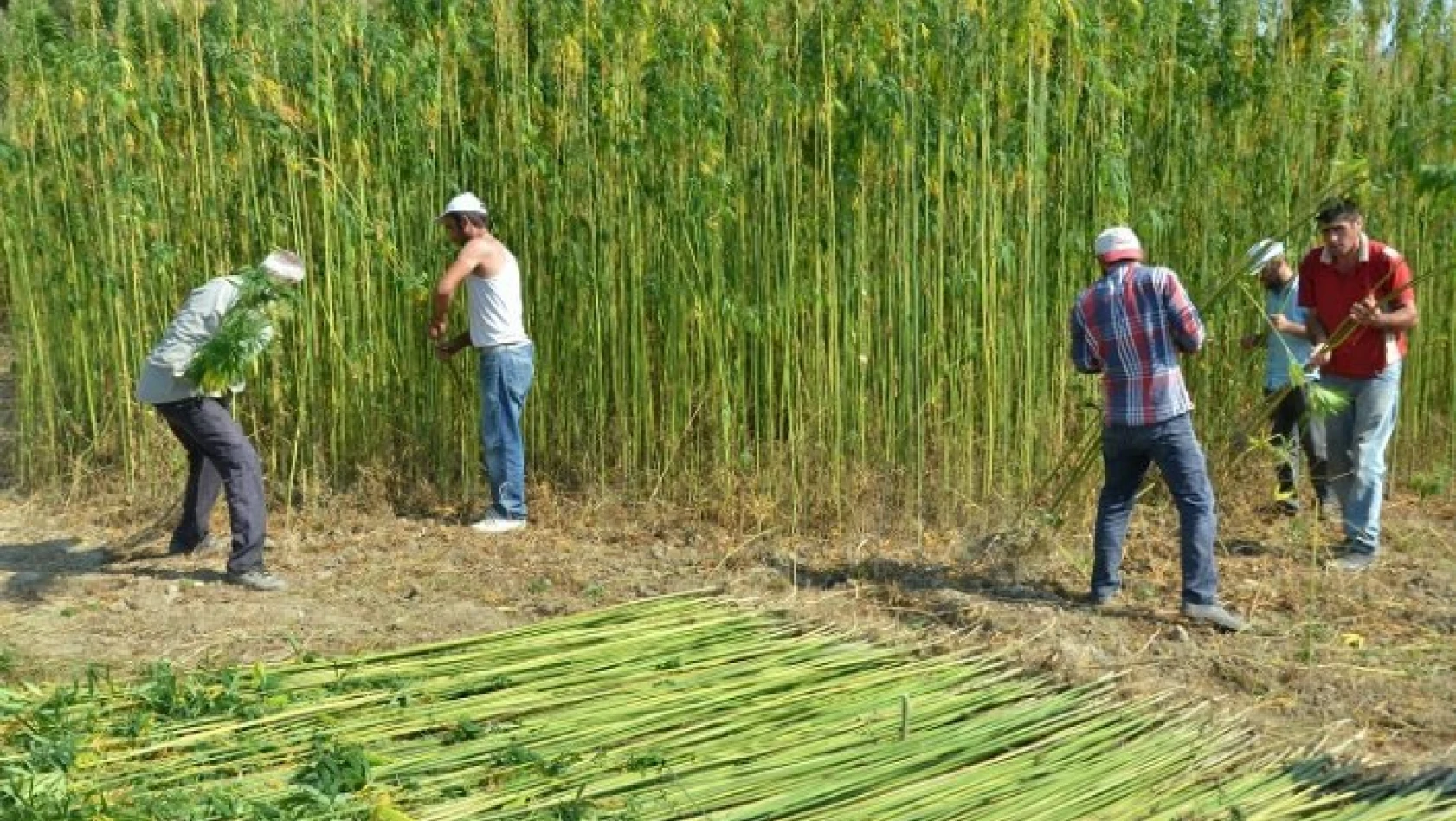Hanönü'de yeniden ekilen kendir hasat ediliyor