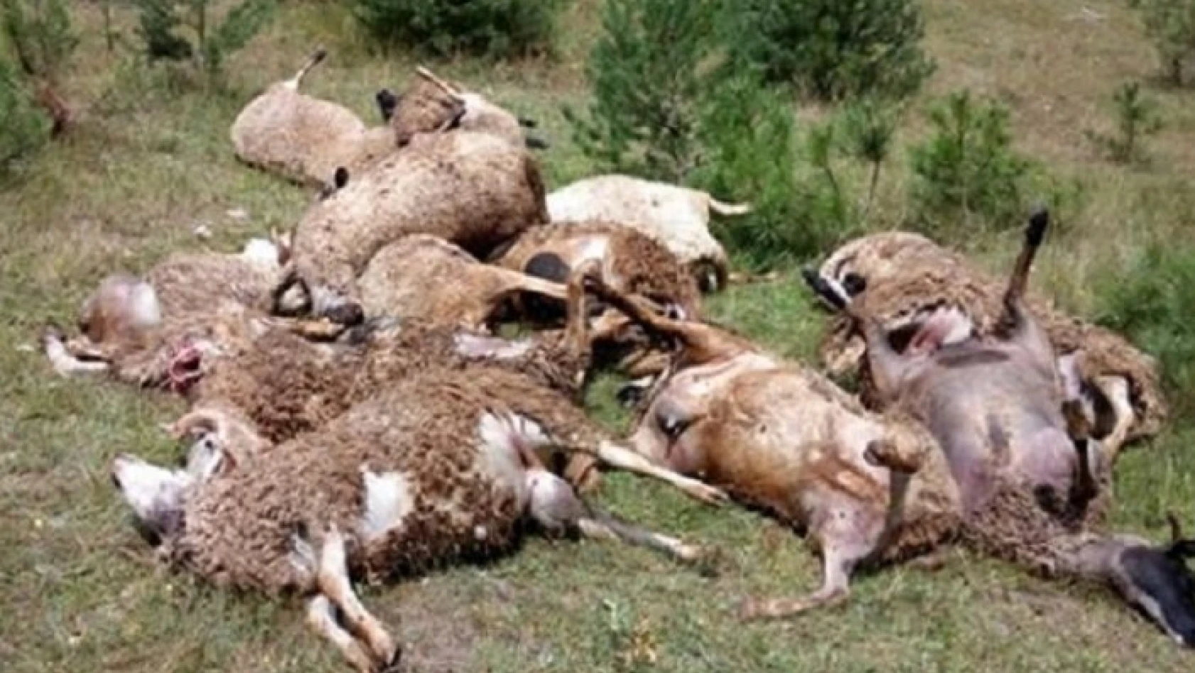 Köye inen kurtlar 20 koyunu telef etti